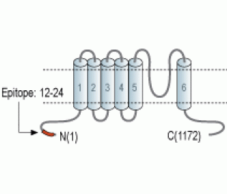 TRPC2 Blocking Peptide