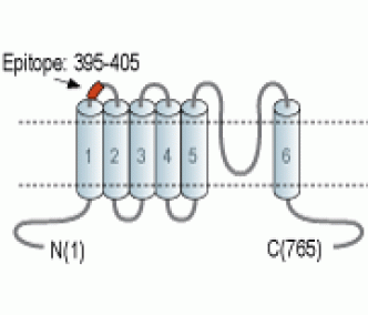 Human TRPV6 (extracellular) Blocking Peptide