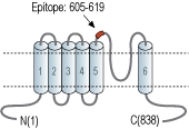 Anti-TRPV1 (VR1) (extracellular) Antibody