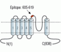 TRPV1/VR1 (extracellular) Blocking Peptide