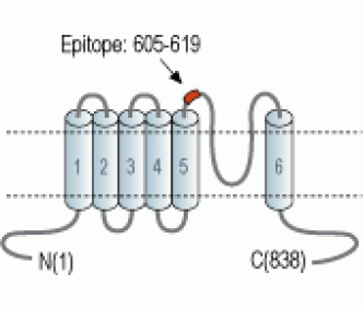 TRPV1/VR1 (extracellular) Blocking Peptide