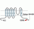TRPV1/VR1 Blocking Peptide