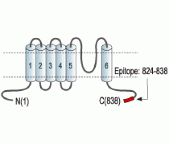 TRPV1/VR1 Blocking Peptide