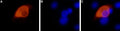 Anti-TRPV1 (VR1) Antibody