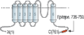 Anti-TRPV2 (VRL1) Antibody