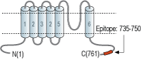 Anti-TRPV2 (VRL1) Antibody