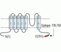 TRPV2/VRL1 Blocking Peptide