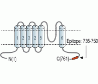 TRPV2/VRL1 Blocking Peptide