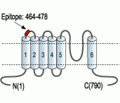 TRPV3 (extracellular) Blocking Peptide