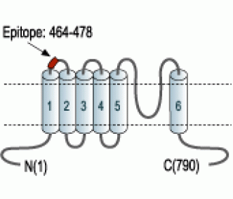 TRPV3 (extracellular) Blocking Peptide