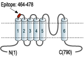 Anti-TRPV3 (extracellular)-Biotin Antibody