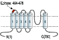 Anti-TRPV3 (extracellular) Antibody