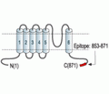 TRPV4 Blocking Peptide