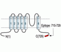 TRPV5 Blocking Peptide