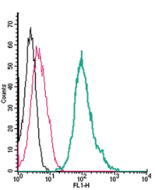 Anti-TRPA1 (extracellular)-FITC Antibody