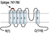 Anti-TRPA1 (extracellular) Antibody