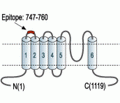 TRPA1 (extracellular) Blocking Peptide