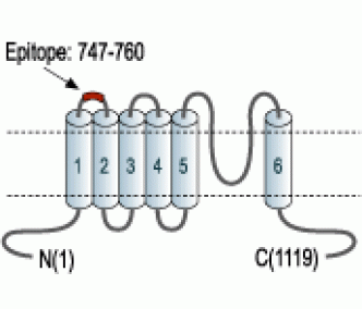 TRPA1 (extracellular) Blocking Peptide
