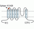 TRPV2/VRL1 (extracellular) Blocking Peptide