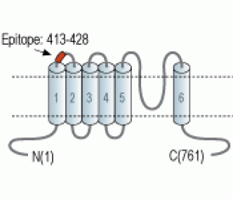 TRPV2/VRL1 (extracellular) Blocking Peptide
