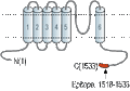 Anti-Human TRPM1 Antibody