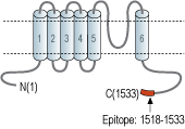 Anti-Human TRPM1 Antibody