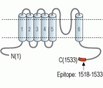 Human TRPM1 Blocking Peptide