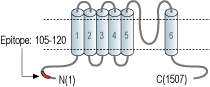 Anti-TRPM2 Antibody