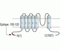 TRPM2 Blocking Peptide