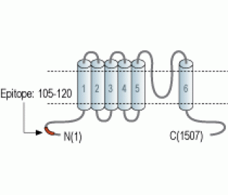 TRPM2 Blocking Peptide
