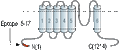 Anti-TRPM4 Antibody