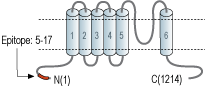 Anti-TRPM4 Antibody