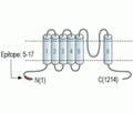 TRPM4 Blocking Peptide