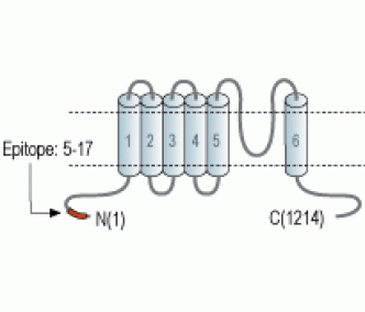 TRPM4 Blocking Peptide