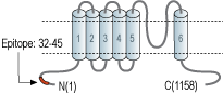 Anti-TRPM5 Antibody