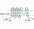 TRPM5 Blocking Peptide