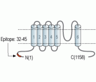 TRPM5 Blocking Peptide