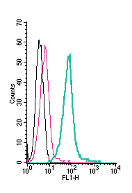 Anti-TRPM6 (extracellular)-FITC Antibody