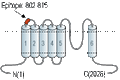 Anti-TRPM6 (extracellular) Antibody