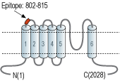 Anti-TRPM6 (extracellular) Antibody