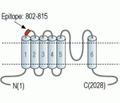 TRPM6 (extracellular) Blocking Peptide
