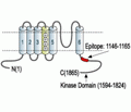 TRPM7 Blocking Peptide
