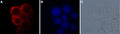 Anti-TRPM7 Antibody