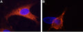 Anti-TRPM8 (extracellular) Antibody