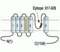 TRPM8 (extracellular) Blocking Peptide