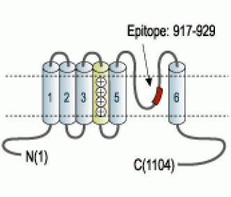 TRPM8 (extracellular) Blocking Peptide