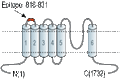 Anti-TRPM3 (extracellular) Antibody
