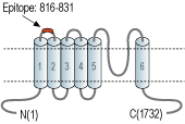 Anti-TRPM3 (extracellular) Antibody
