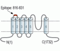 TRPM3 (extracellular) Blocking Peptide