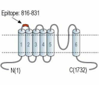 TRPM3 (extracellular) Blocking Peptide